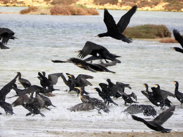 Cormoranes en la marisma de Barbate