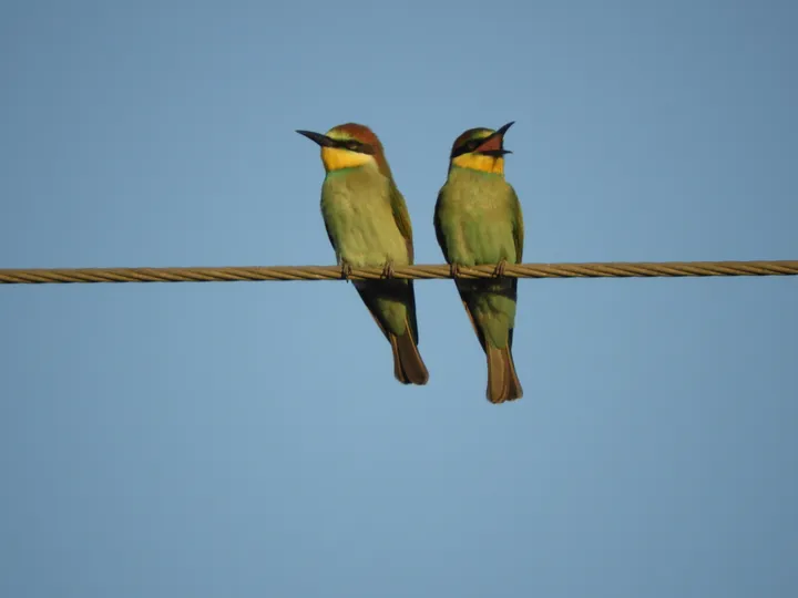 Abejarucos en la antigua laguna de La Janda