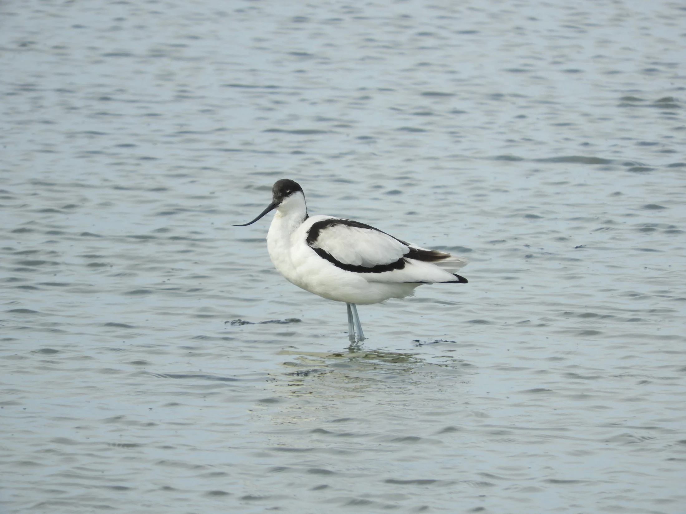 Avoceta en la marisma de Barbate. Fotografía de David Collis Luque