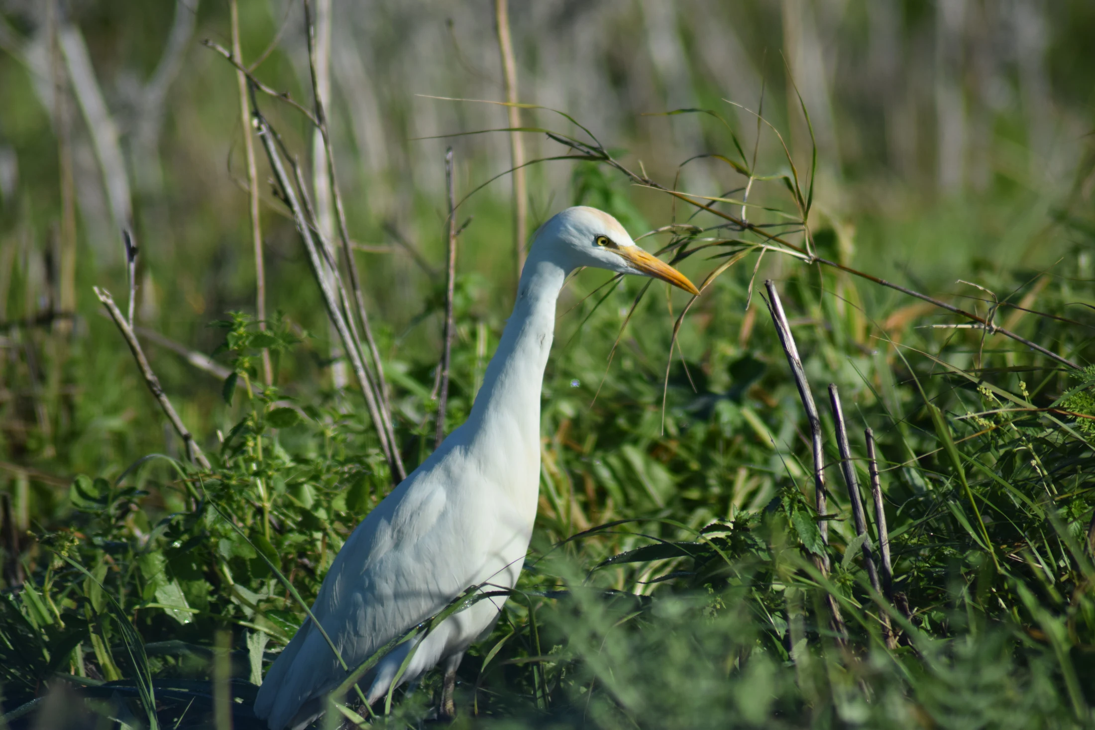 Garcilla bueyera en la antigua laguna de La Janda. Fotografía de David Collis Luque