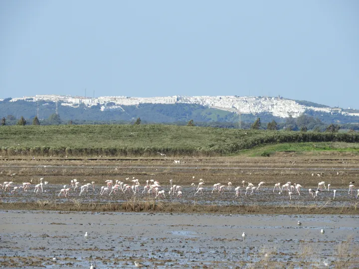 Flamencos en la antigua laguna de La Janda