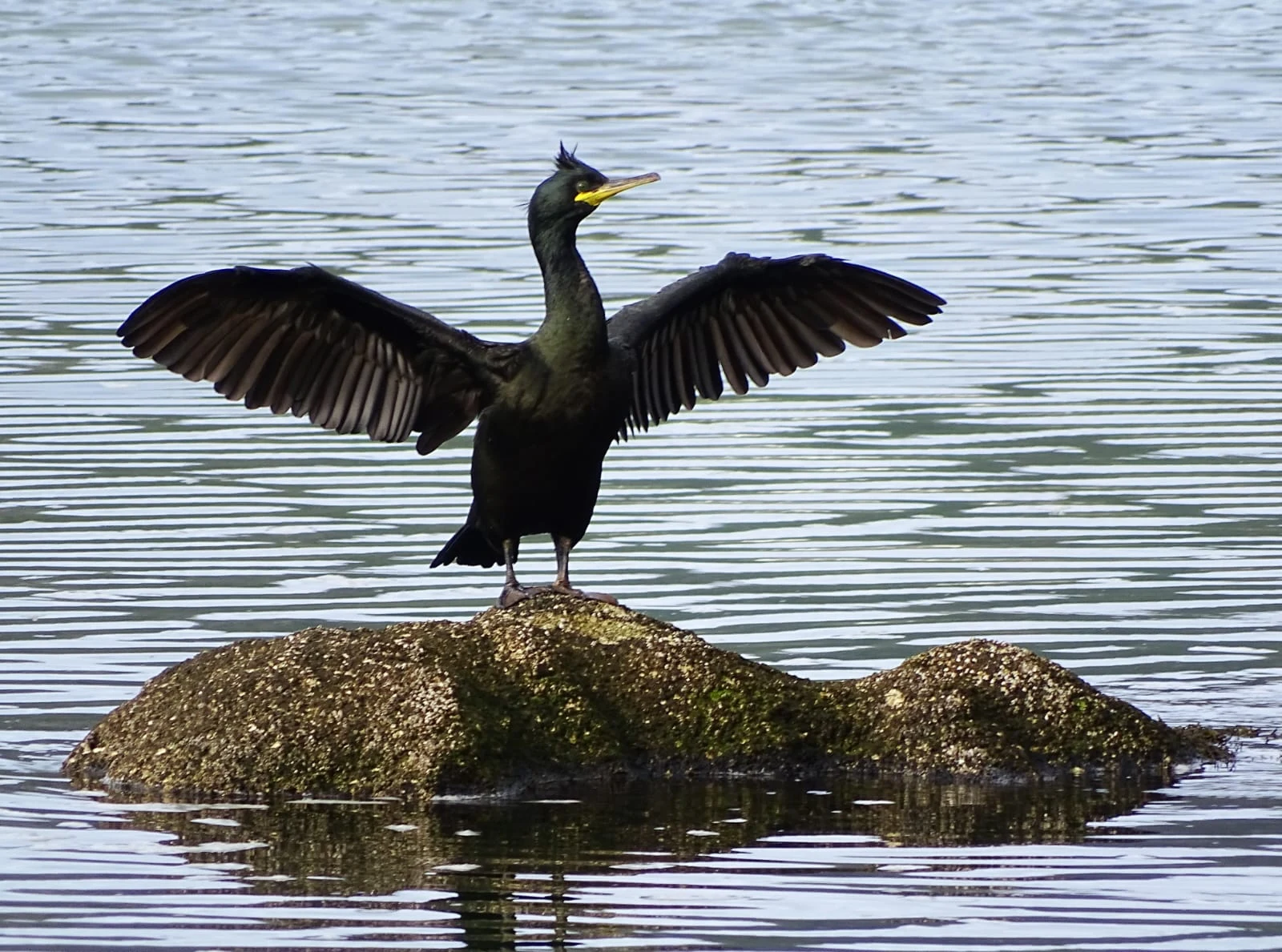 Corvo mariño cristado ( cormorán moñudo) en Galicia .. Fotografía de Mingucho