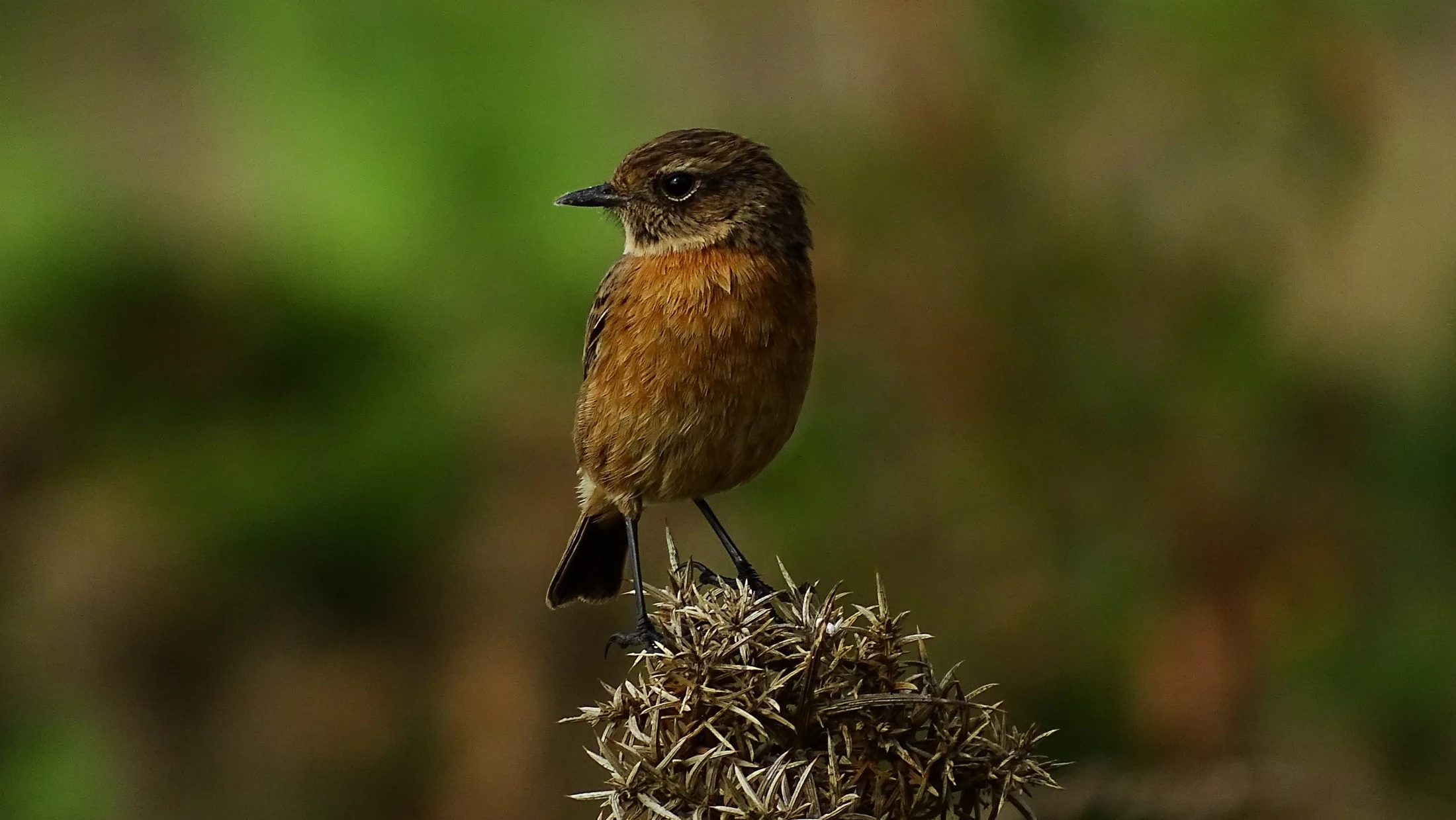 Tarabilla común hembra en Galicia. Fotografía de Mingucho