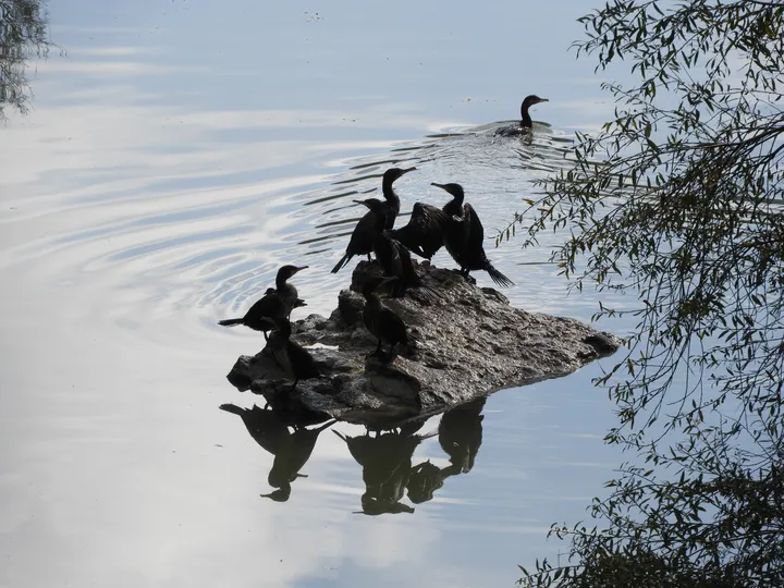 Cormoranes en La Barca de Vejer de la Fra.