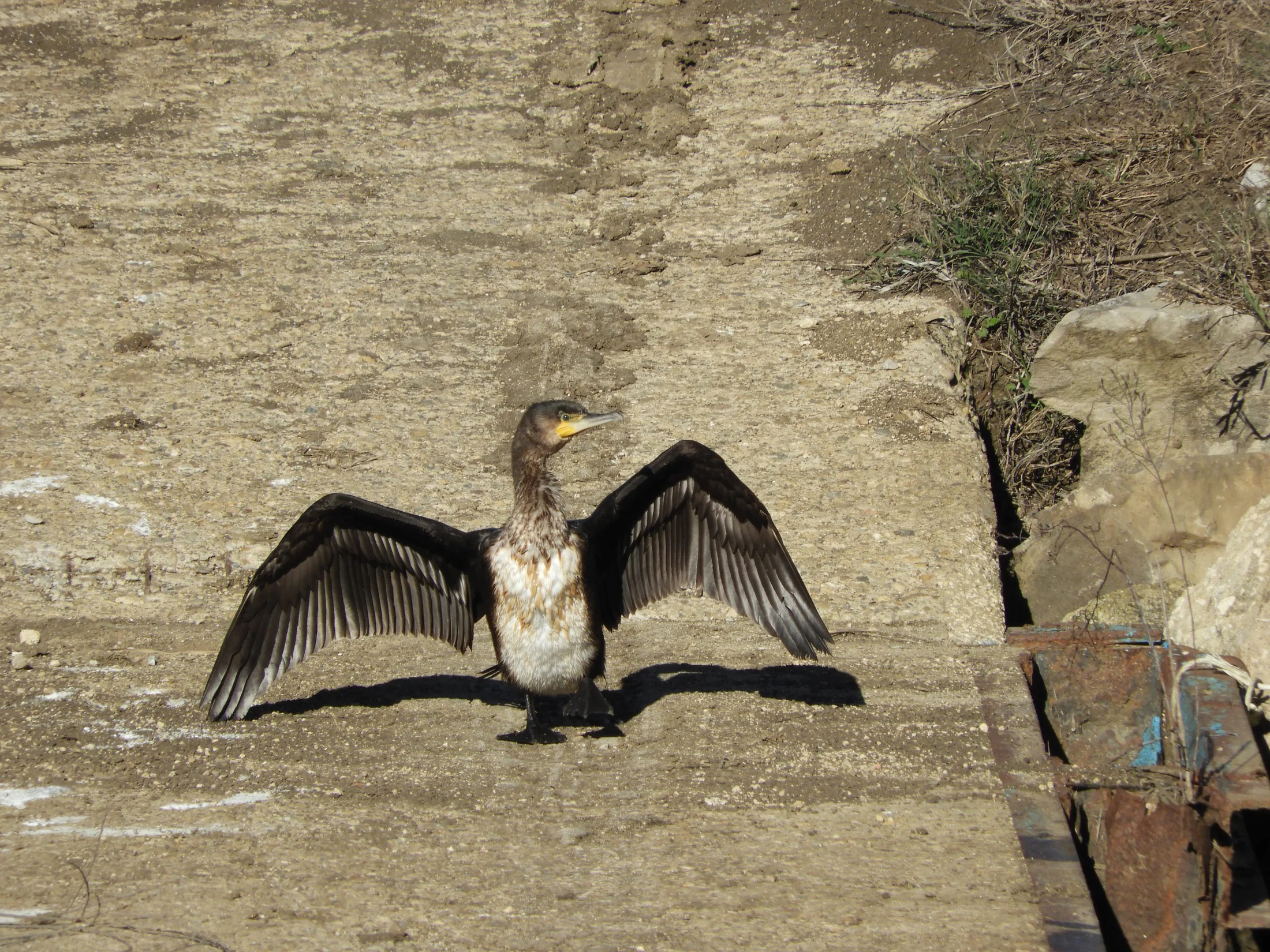 Cormorán en la antigua Laguna de la Janda. Fotografía de David Collis Luque