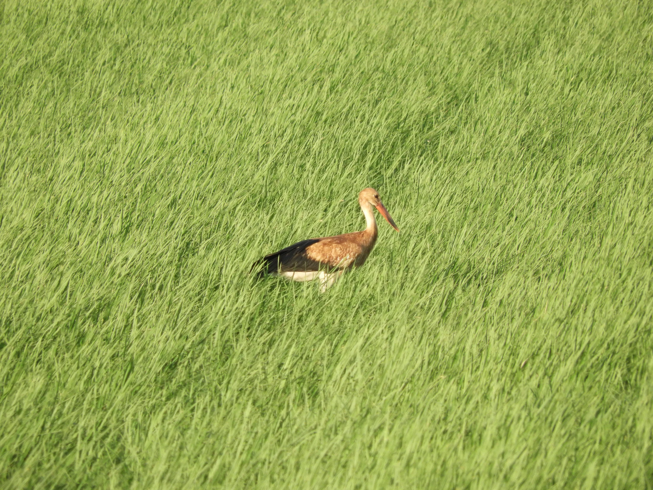 Cigüeña en la antigua laguna de La Janda. Fotografía de David Collis Luque