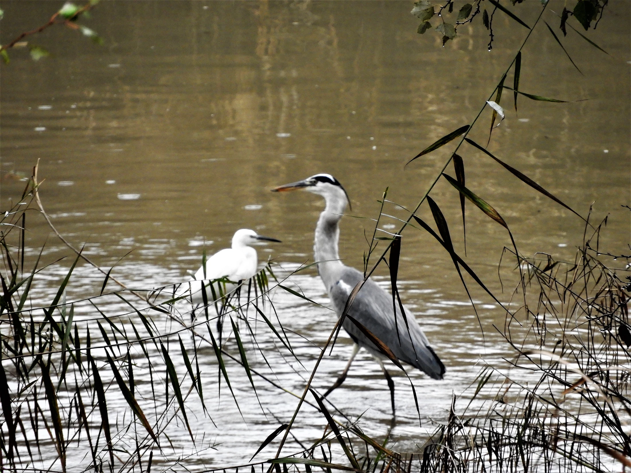 Garza real en la antigua laguna de La Janda. Fotografía de David Collis Luque