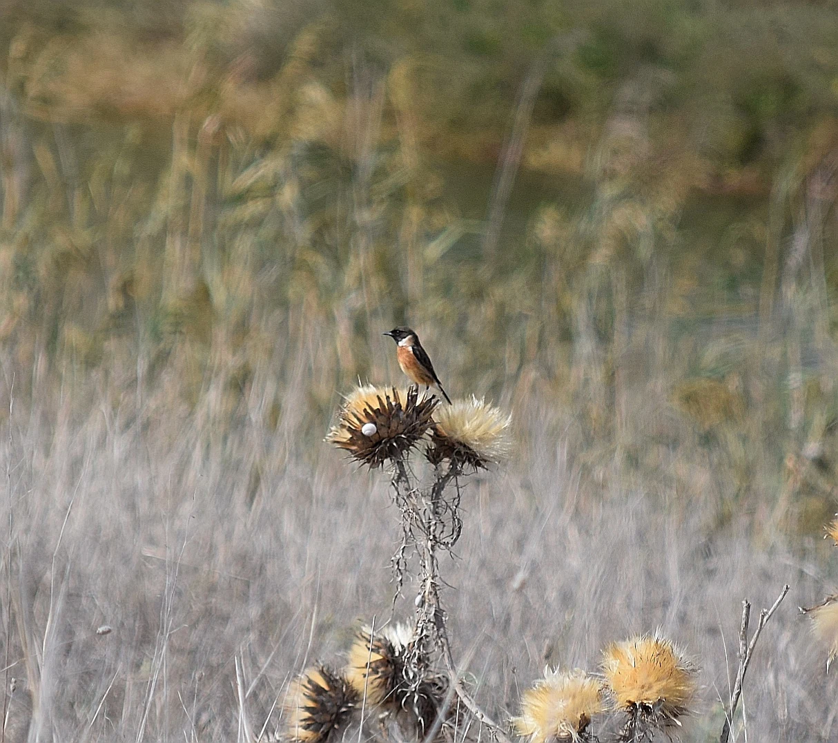Tarabilla común macho en la antigua laguna de La Janda. Fotografía de Javier Tárraga