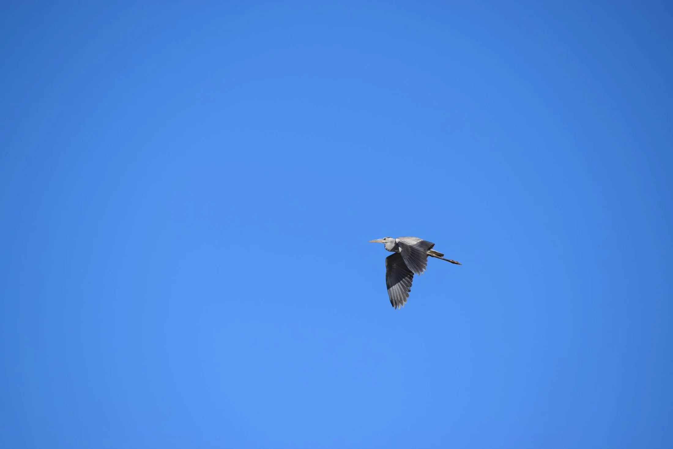 Garza real en la antigua laguna de La Janda. Fotografía de David Collis Luque