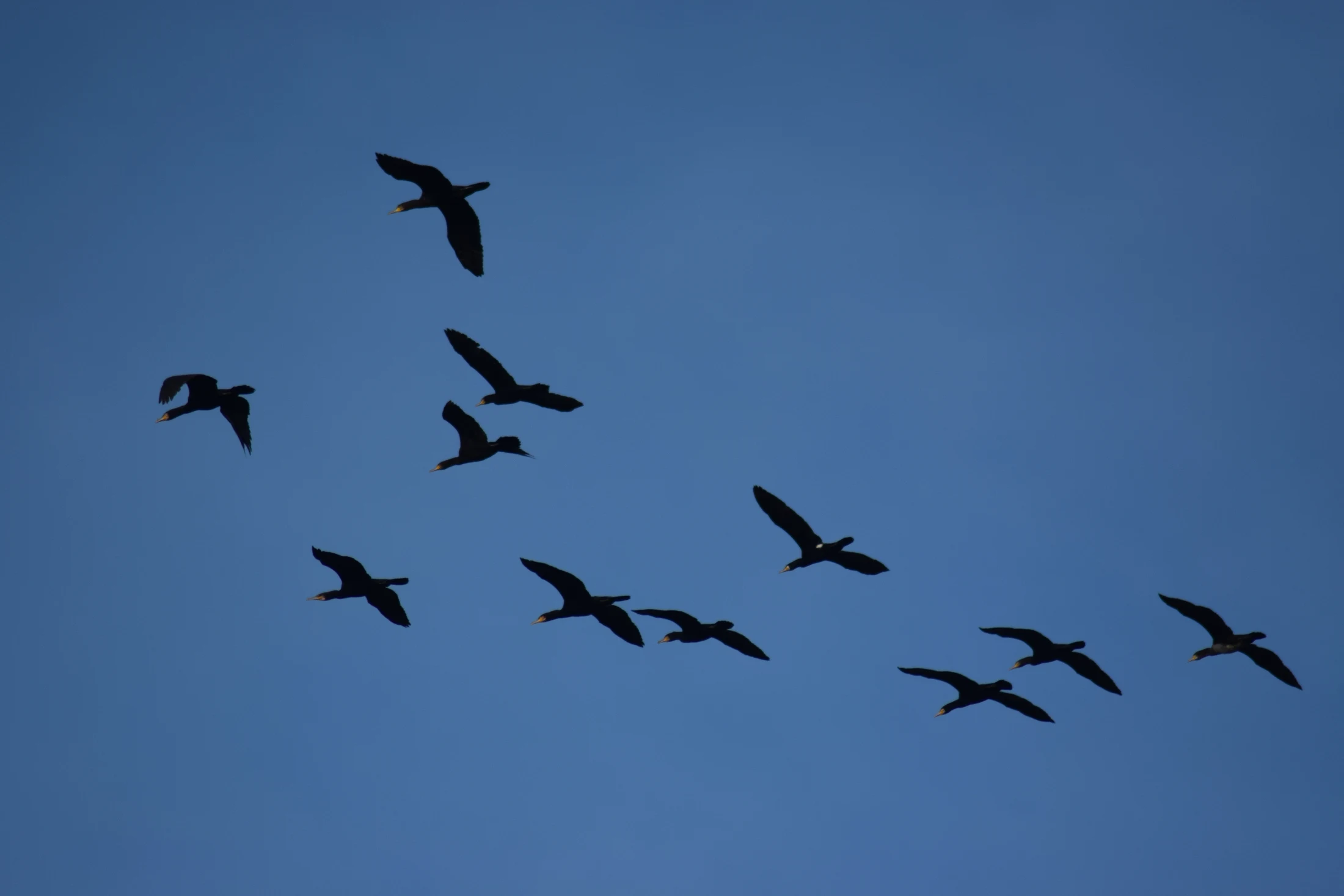 Cormoranes en la antigua laguna de La Janda. Fotografía de David Collis Luque