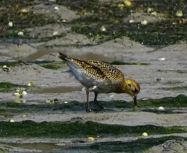 Chorlito dorado en Galicia