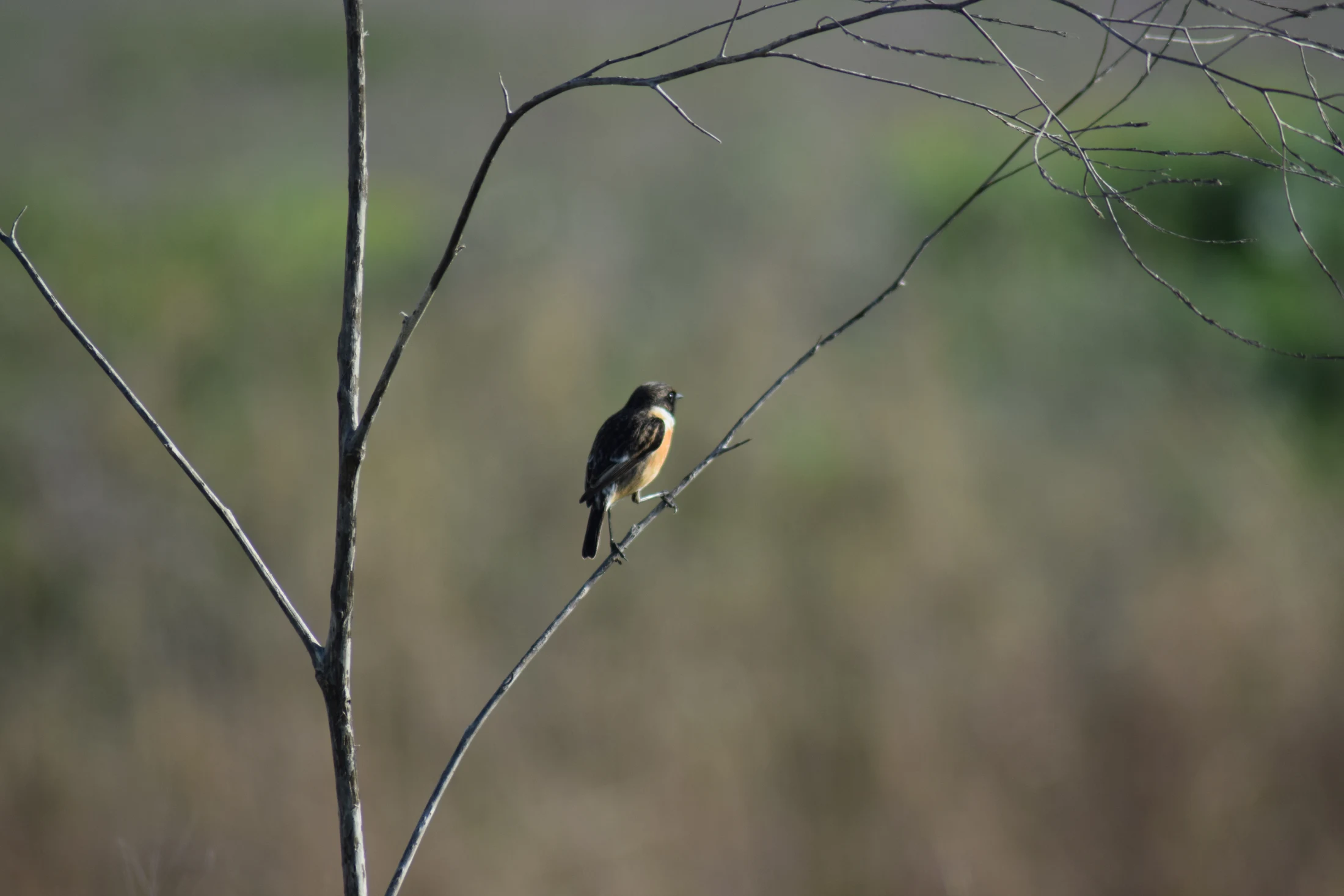 Tarabilla común macho en la antigua laguna de La Janda. Fotografía de David Collis Luque