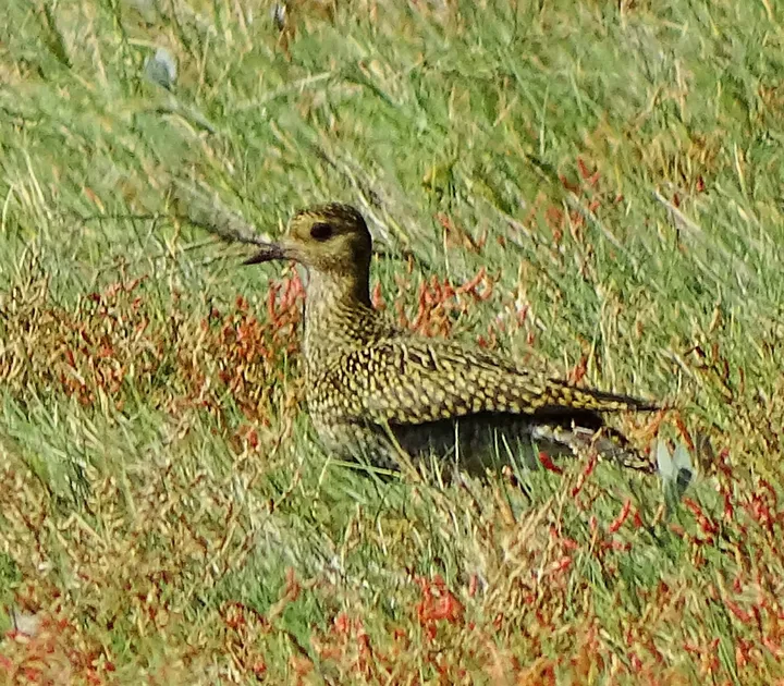 Chorlito dorado europeo en Galicia