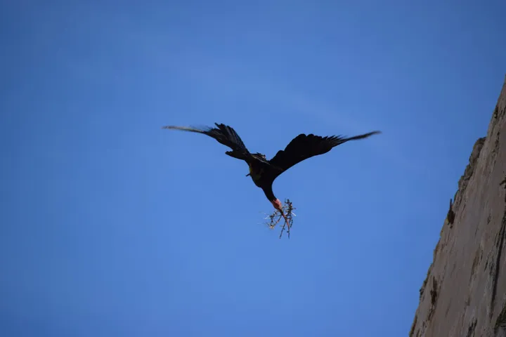 Ibis eremita en la torre de Castilnovo en El Palmar ( Vejer del a Fra.)