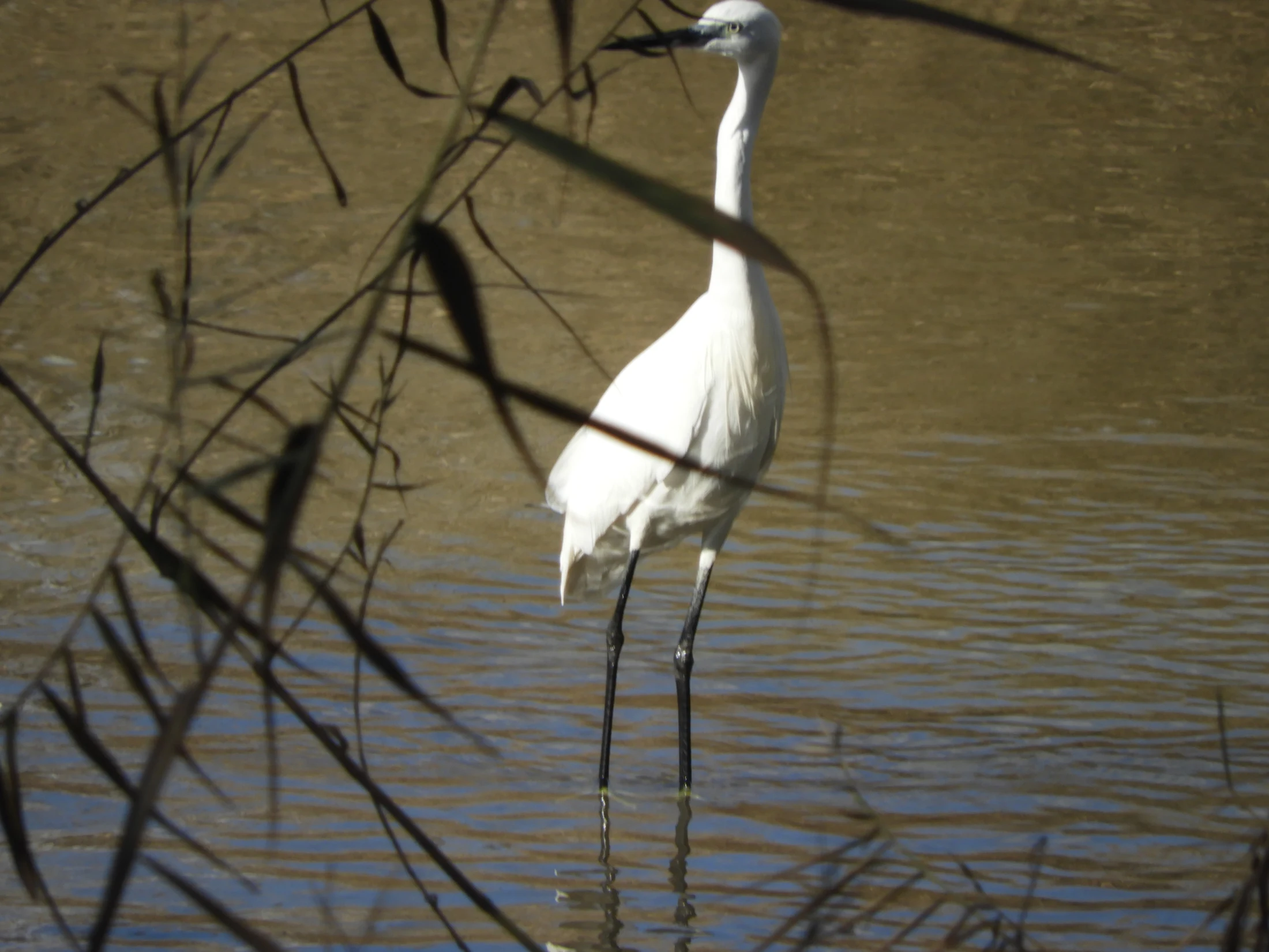 Garceta en la antigua laguna de La Janda. Fotografía de David Collis Luque