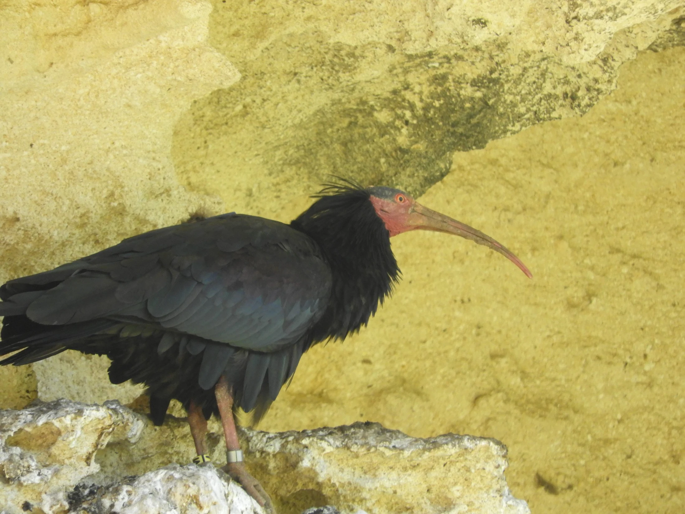 Ibis eremita en La Barca de Vejer. Fotografía de David Collis Luque