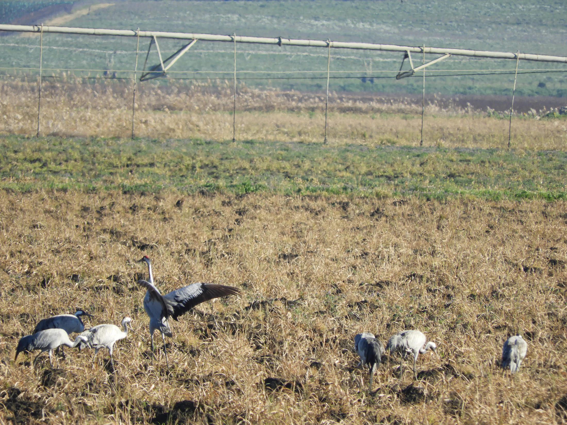 Grullas en la antigua laguna de La Janda. Fotografía de David Collis Luque