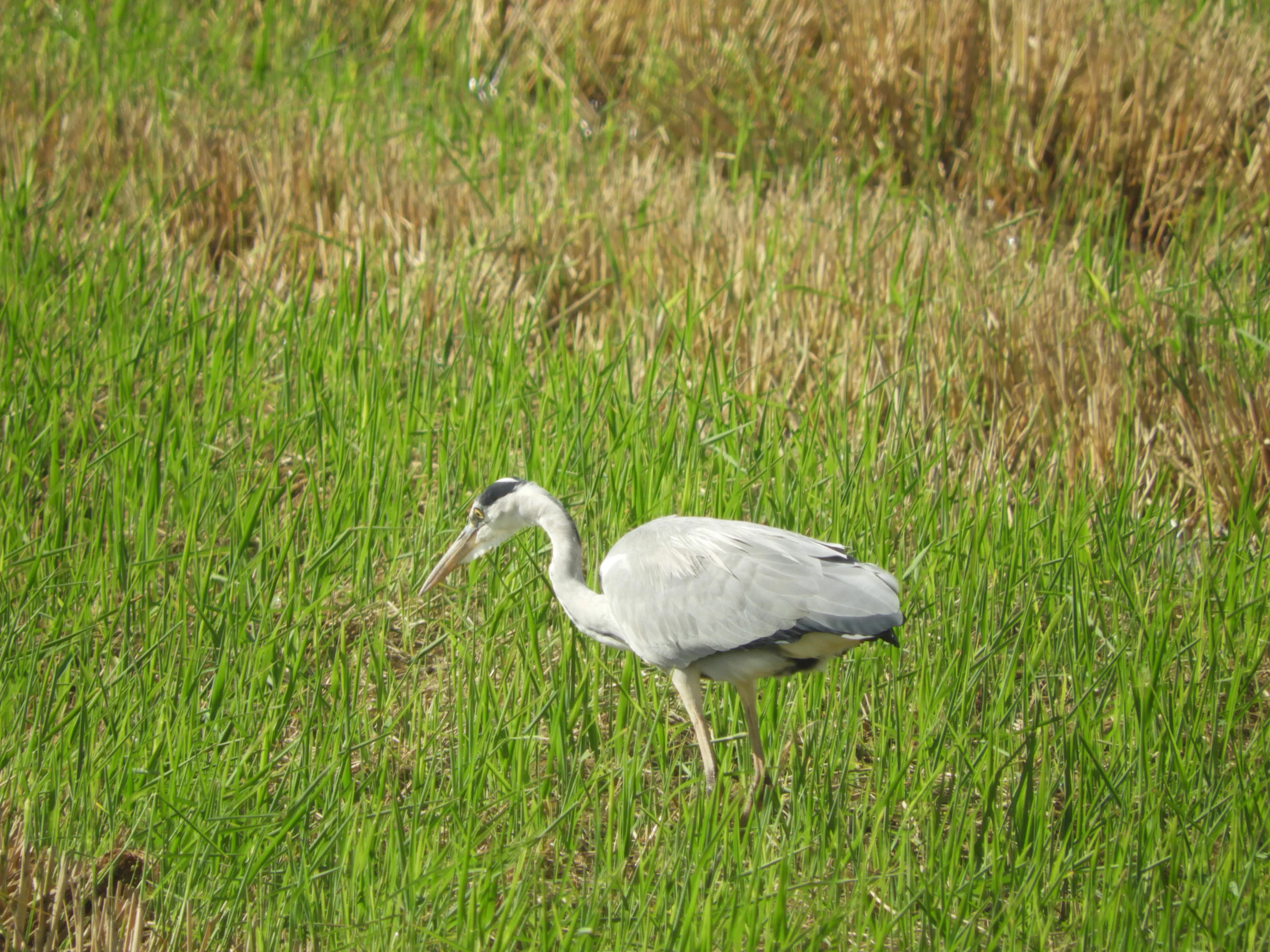 Garza real en la antigua laguna de La Janda. Fotografía de David Collis Luque