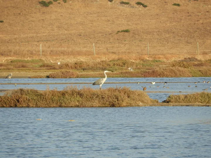 Garza real en las marismas de Barbate