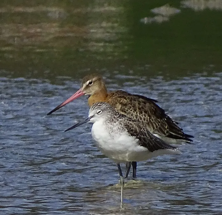 Aguja colinegra y archibebe claro en Galicia