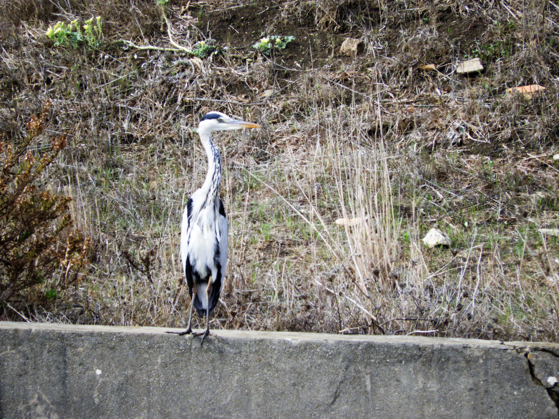 Garza real en la antigua Laguna de La Janda. Fotografía de David Collis Luque