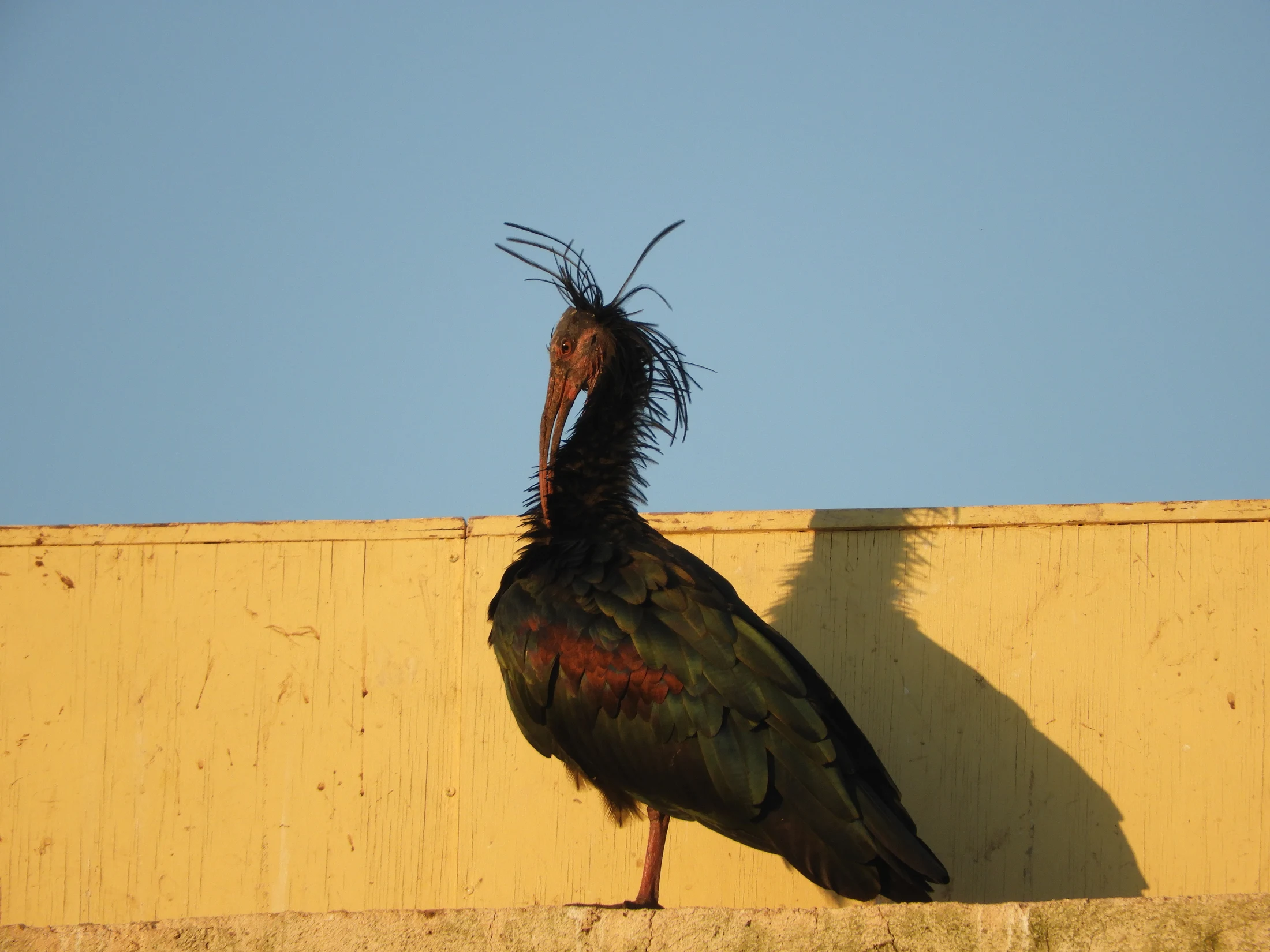 Ibis eremita en San Ambrosio. Fotografía de David Collis Luque