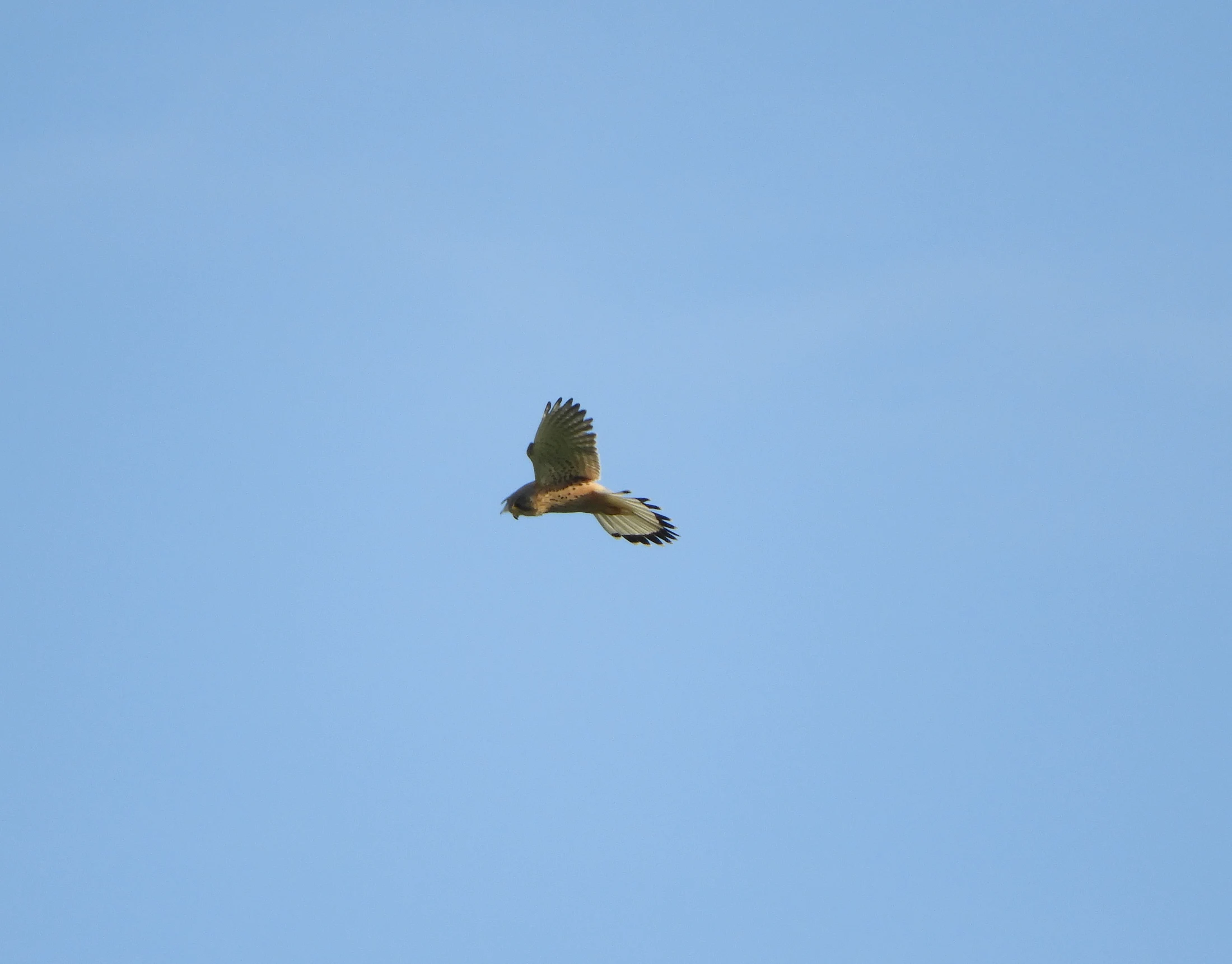 Cernícalo en la antigua laguna de La Janda. Fotografía de David Collis Luque