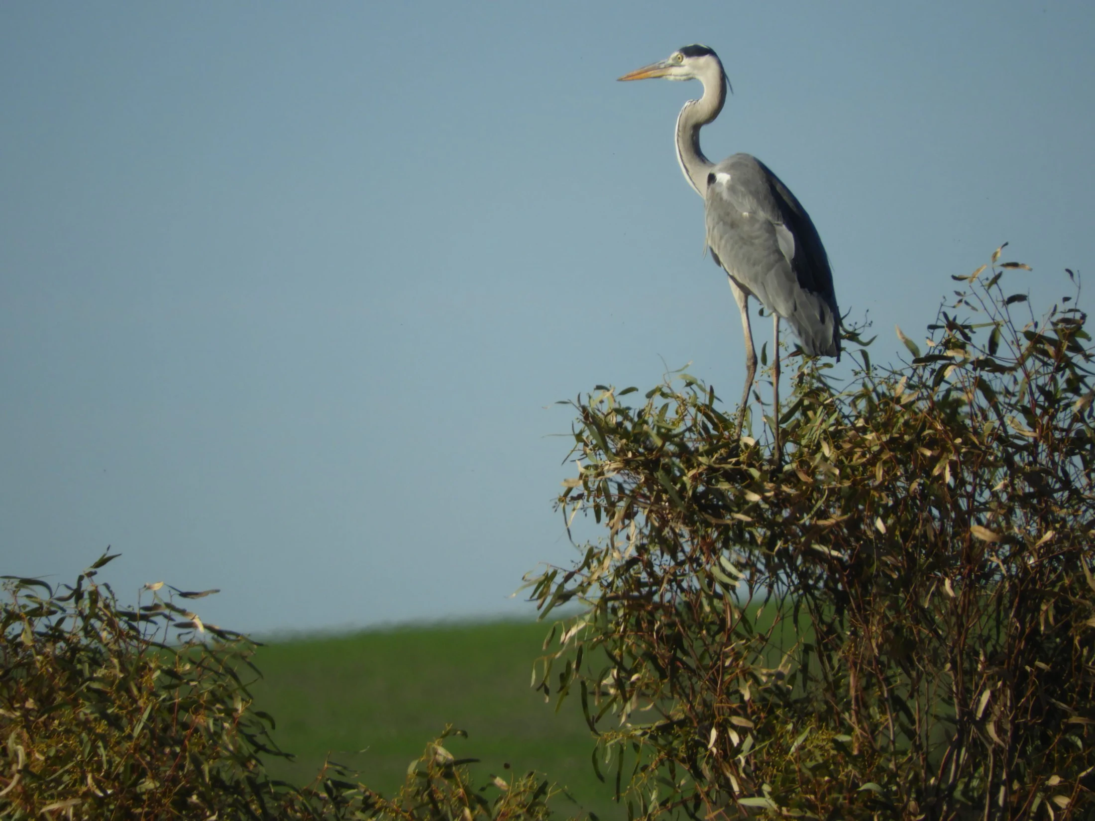 Garza real en la antigua laguna de La Janda. Fotografía de David Collis Luque