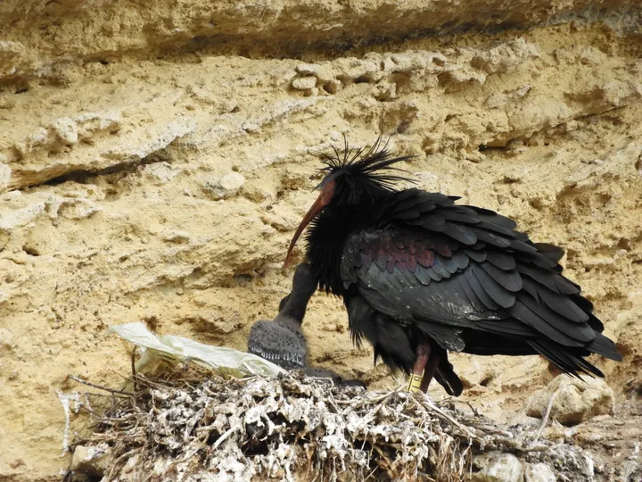 Ibis eremita con crías en La Barca de Vejer de la Fra.