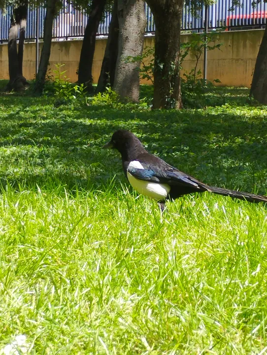 Urraca en Granada