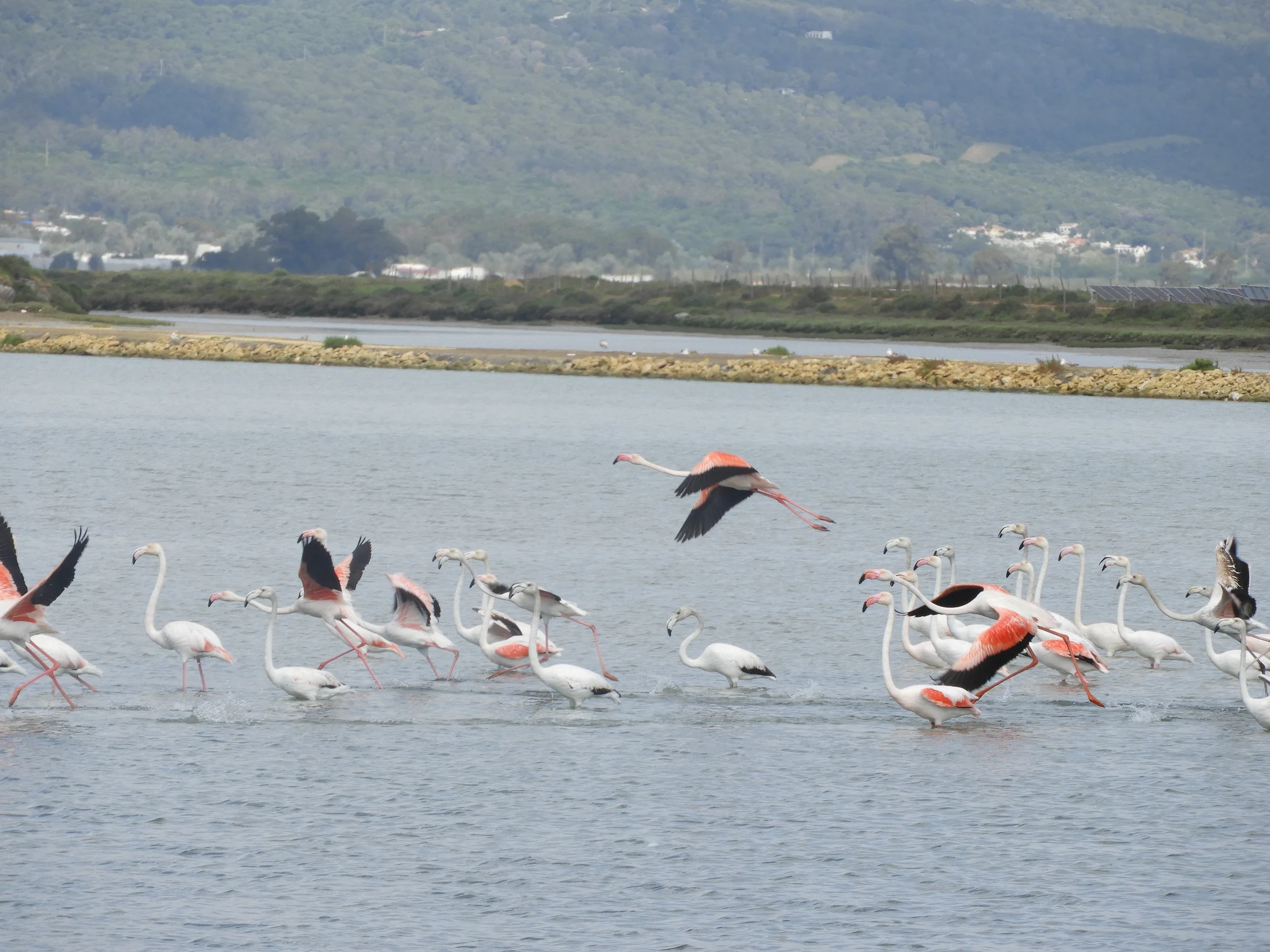Flamencos en las marismas de Barbate. Fotografía de David Collis Luque