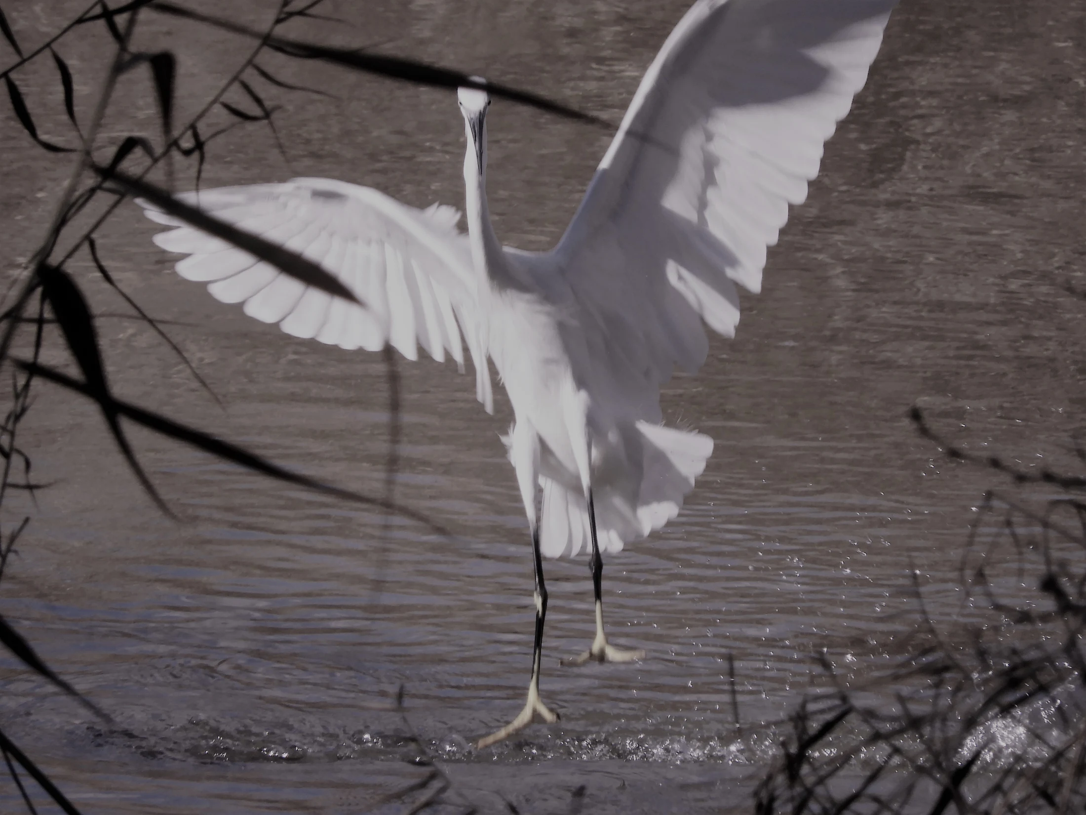 Garceta en la antigua laguna de La Janda. Fotografía de David Collis Luque
