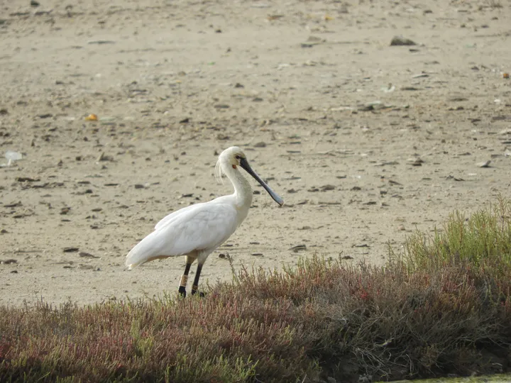 Espátula en la marisma de Barbate