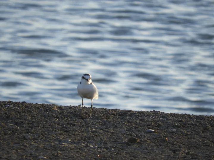 Chorlitejo patinegro en las marismas de Barbate