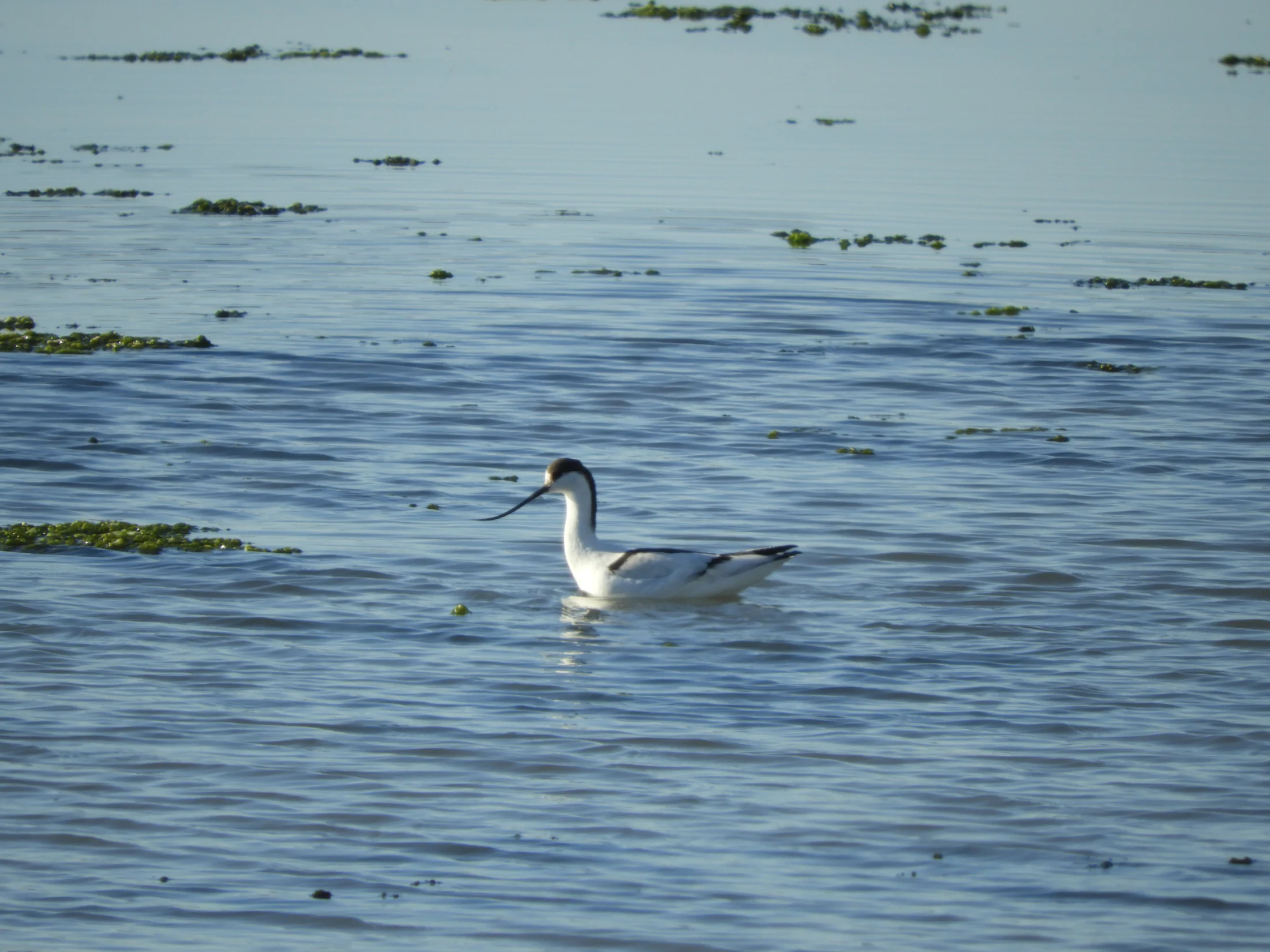 Avoceta en la marisma de Barbate. Fotografía de David Collis Luque