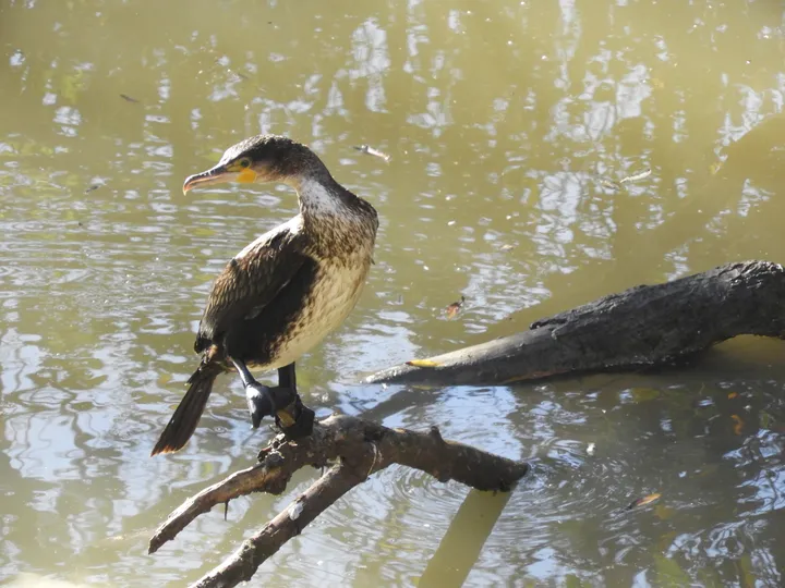Cormoranes en La Barca de Vejer de la Fra.