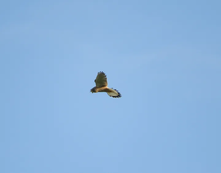 Cernícalo en la antigua laguna de La Janda