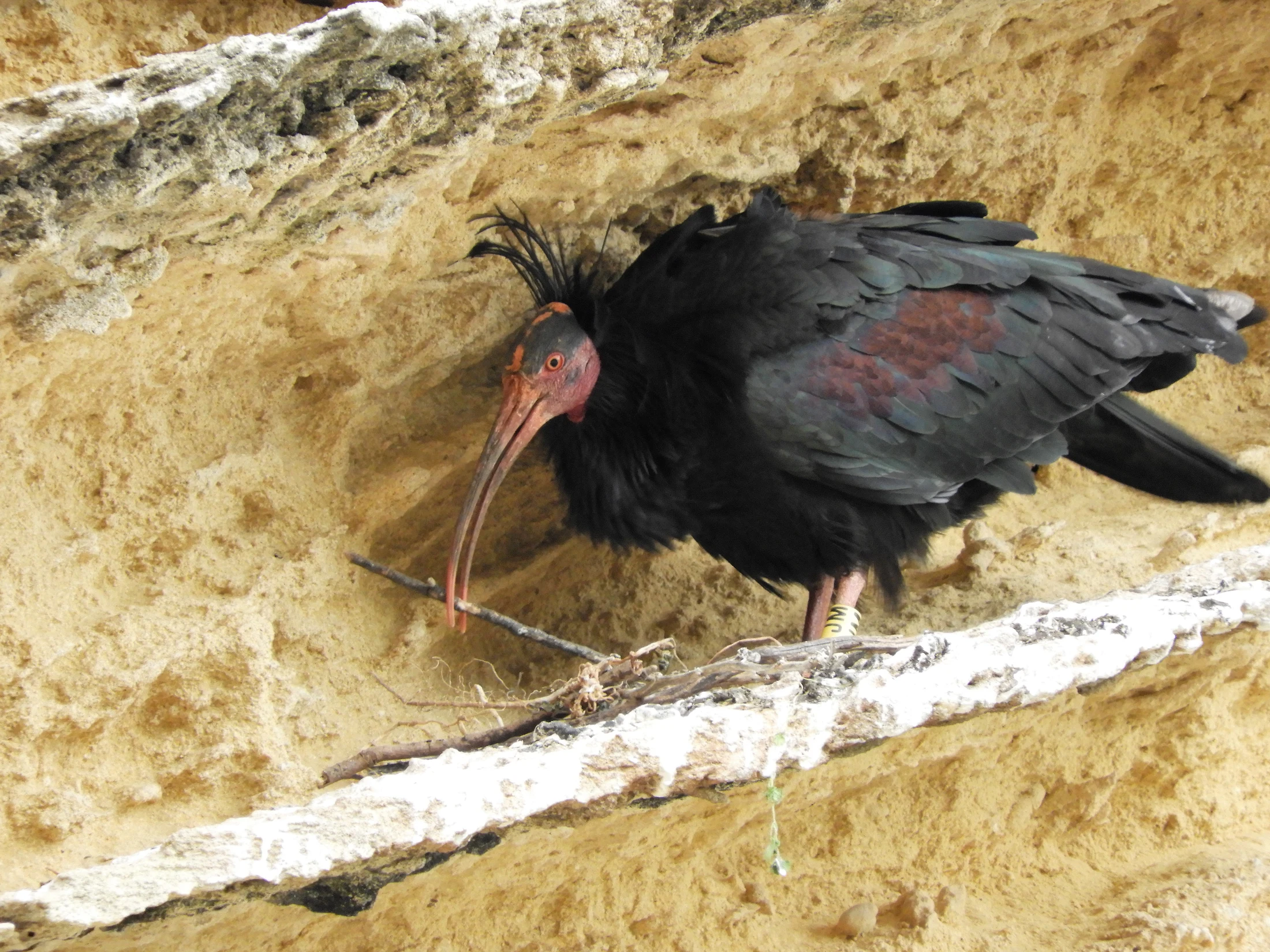 Ibis eremita en La Barca de Vejer de la Fra.. Fotografía de David Collis Luque