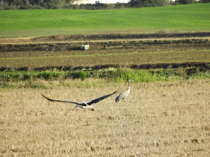Cigüeña y grulla en la antigua laguna de La Janda