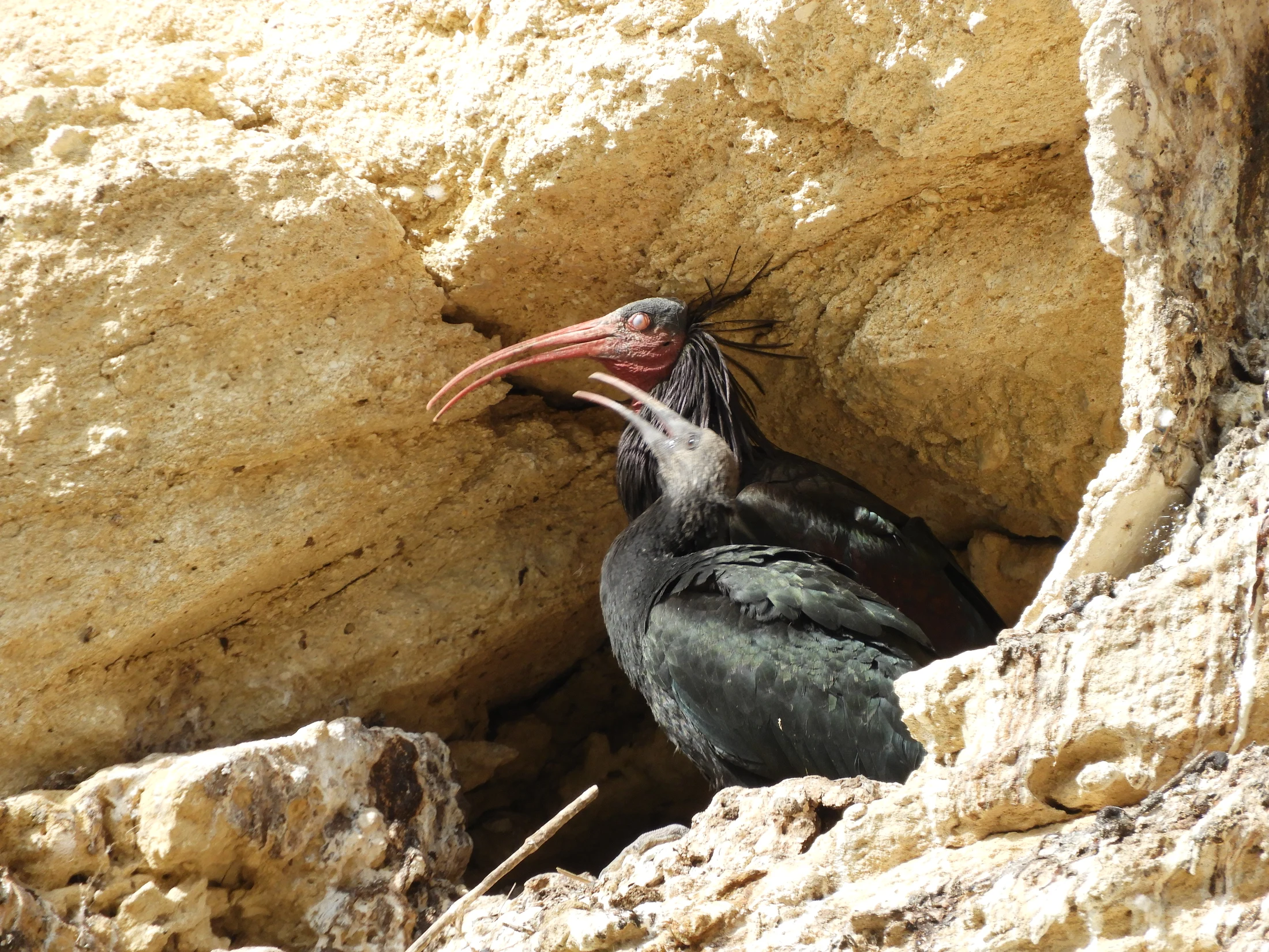 Pareja de ibis eremitas en La Barca de Vejer de la Fra.. Fotografía de David Collis Luque