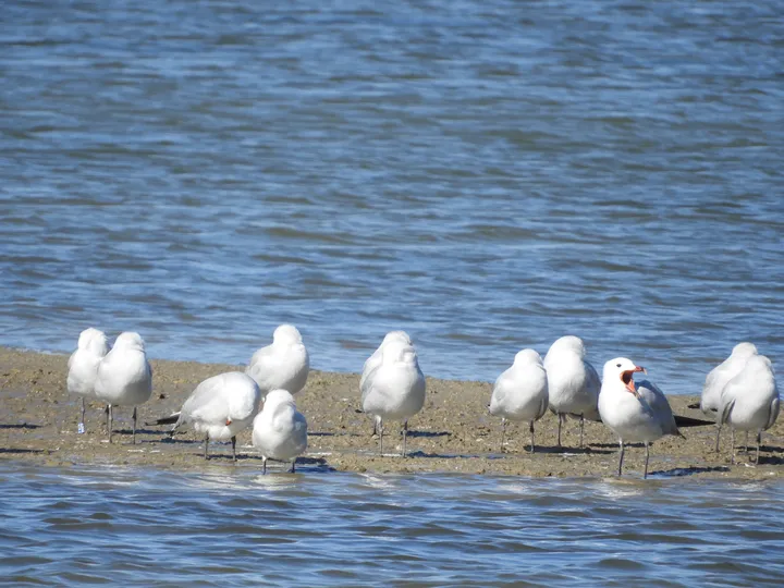 Gaviota de Audouin en la marisma de Barbate