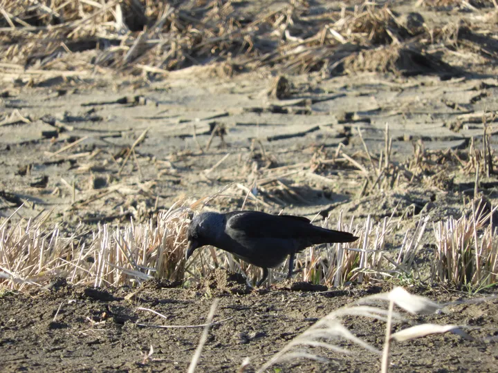 Grajilla en la antigua laguna de La Janda