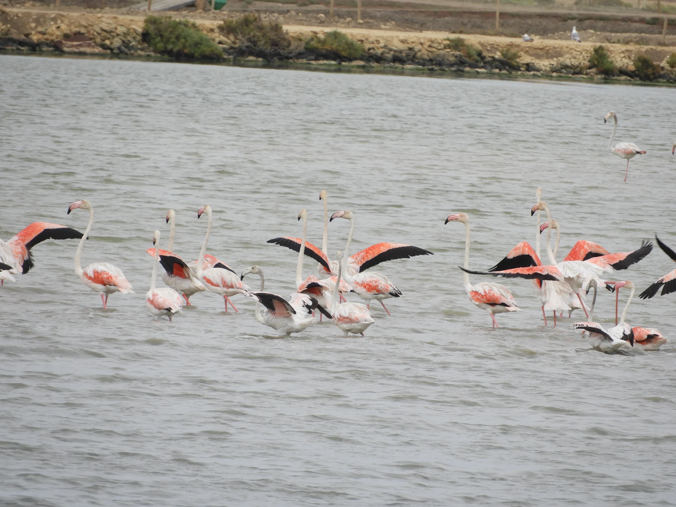 Flamencos en la marisma de Barbate. Fotografía de David Collis Luque