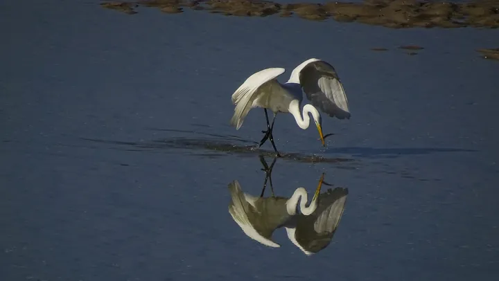 Garza en Galicia