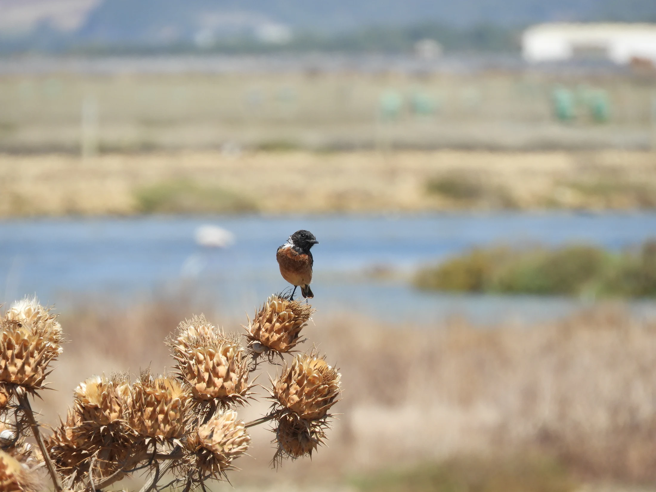 Tarabilla común macho en las marismas de Barbate. Fotografía de David Collis Luque