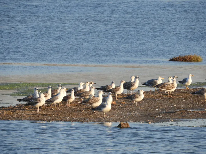 Gaviotas patiamarillas en las marismas de Barbate