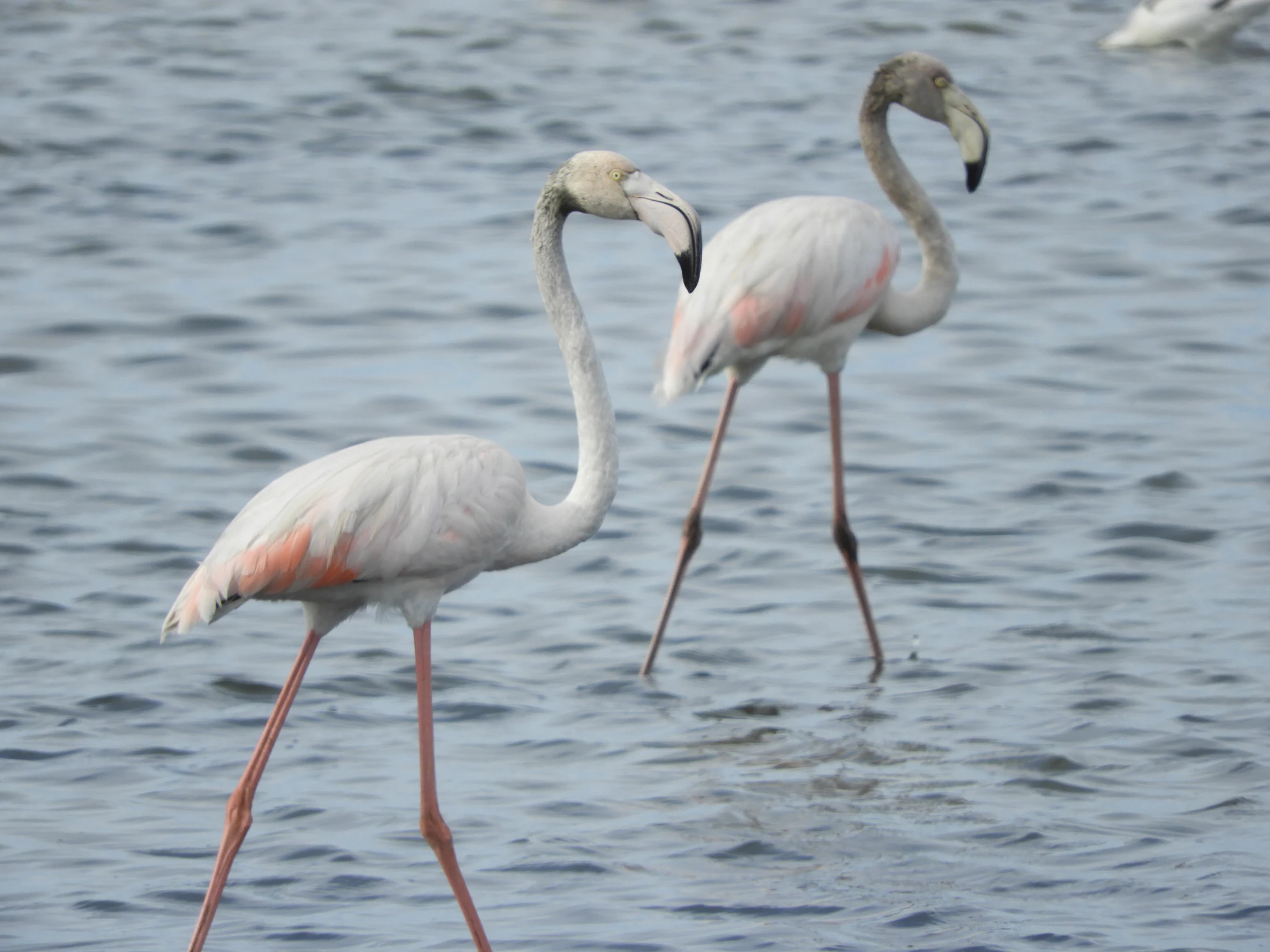 Flamencos en la marisma de Barbate. Fotografía de David Collis Luque