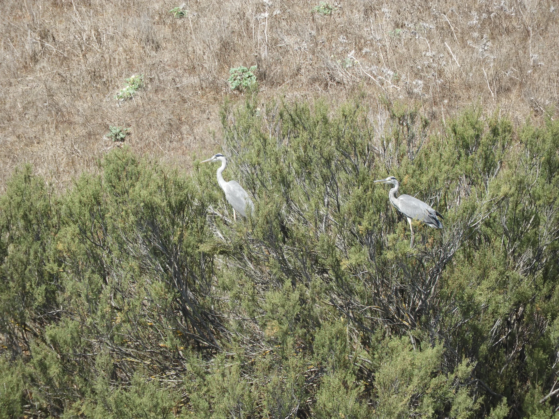 Garzas reales en la antigua Laguna de La Janda. Fotografía de David Collis Luque