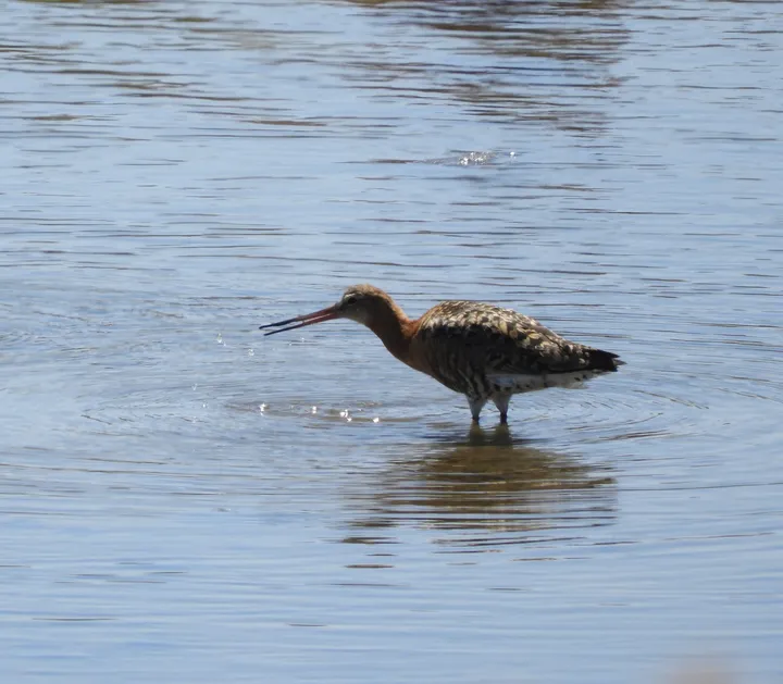 Aguja colinegra en las salinas de Chiclana