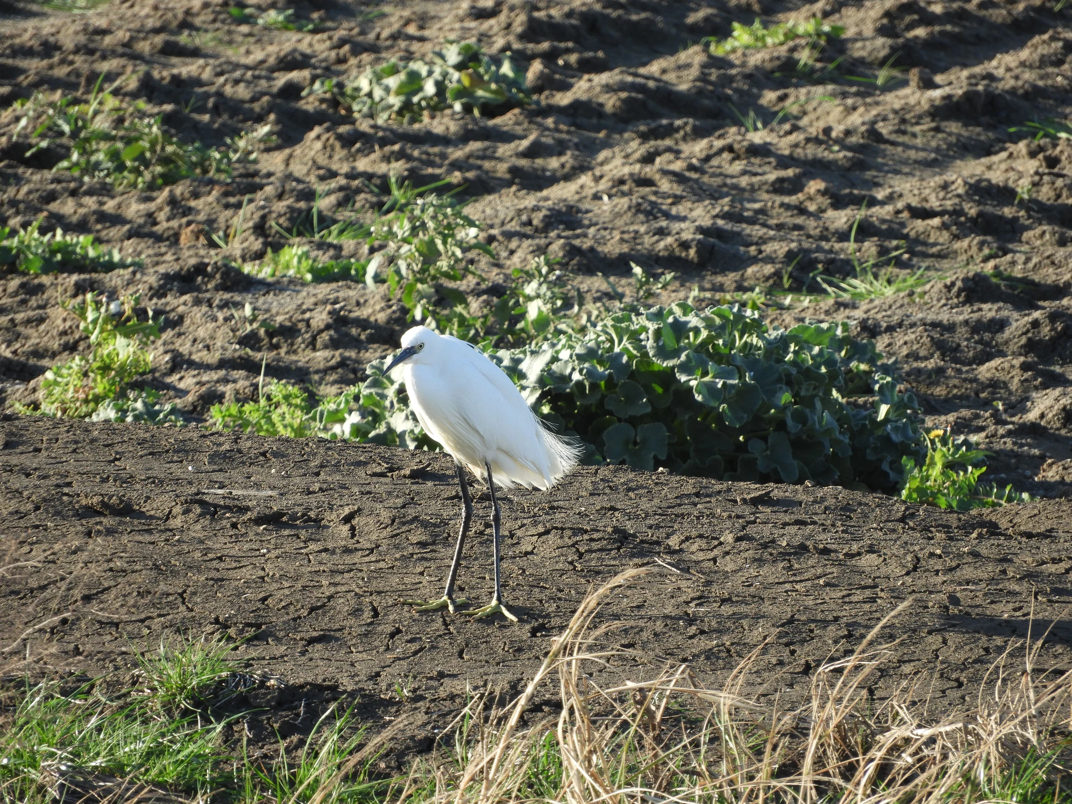 Garceta en la antigua laguna de La janda. Fotografía de David Collis Luque
